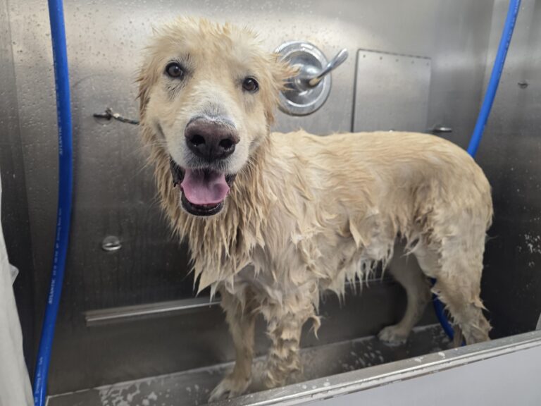 Happy wet Golden Retriever standing in a stainless steel grooming tub