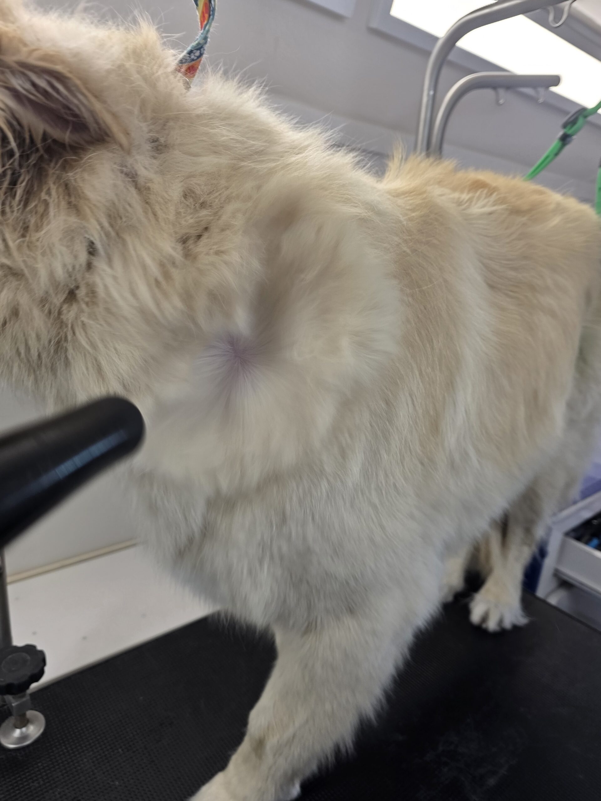 Golden Retriever coat being dried during a thick double-coat appointment