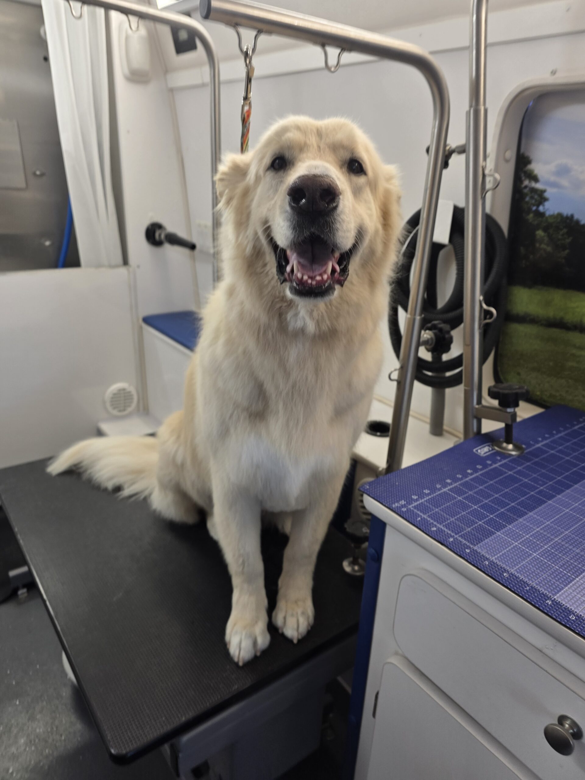 Golden Retriever after mobile grooming in Lookout Mountain