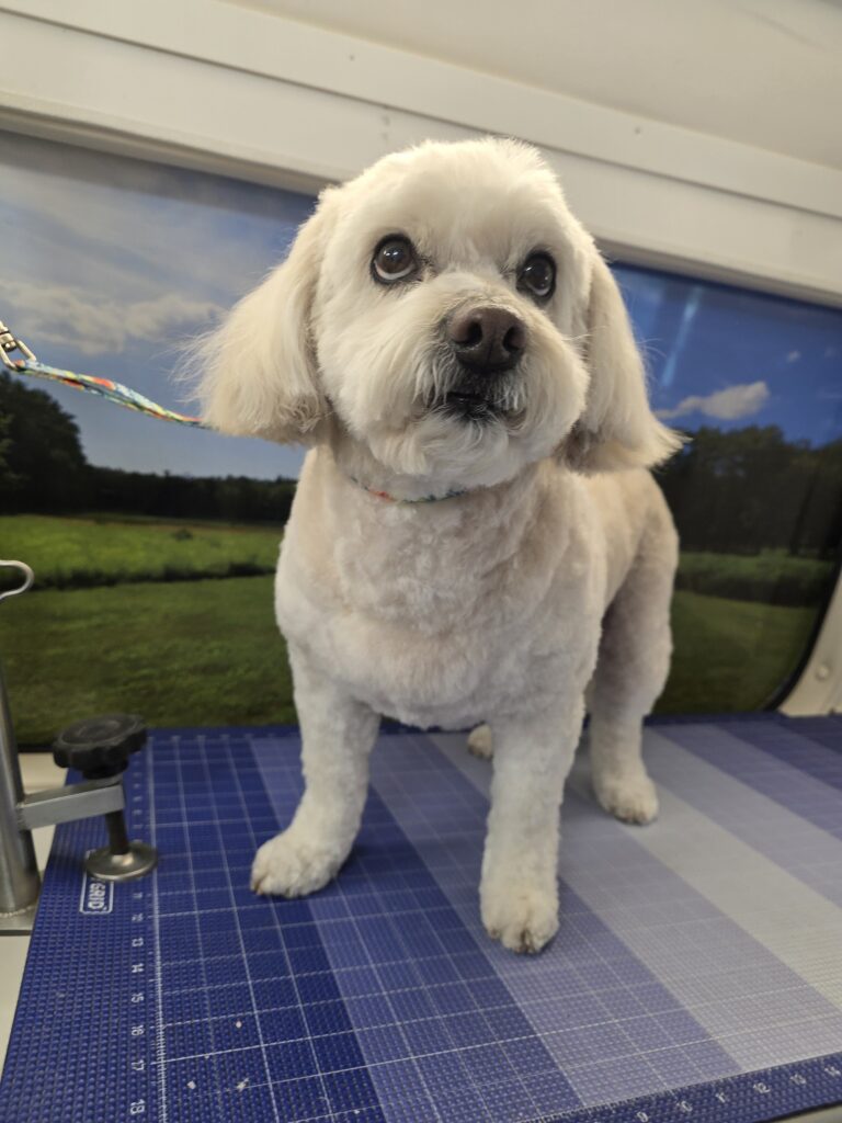 Freshly groomed small white dog with a short body trim standing on the blue grooming table.