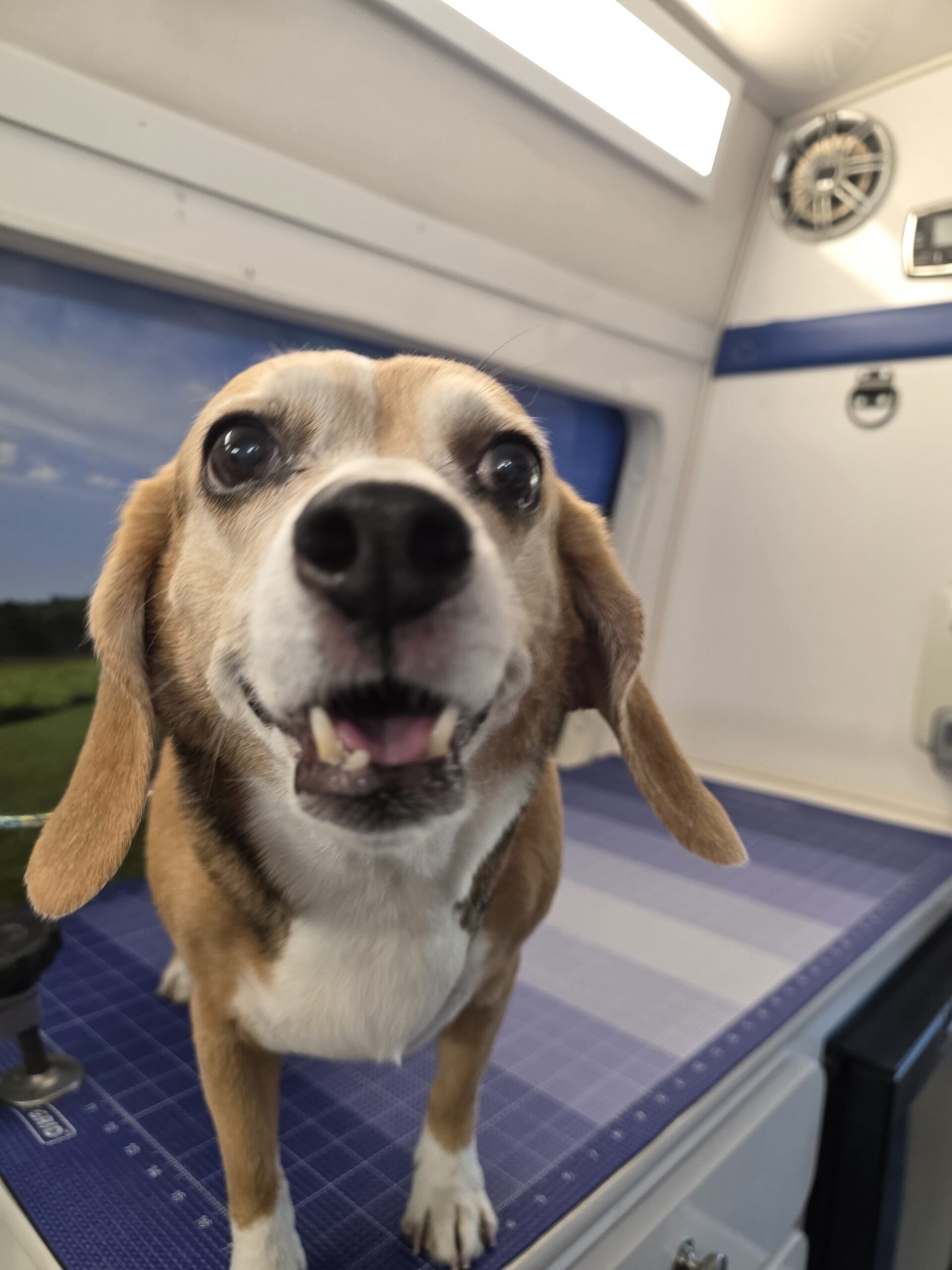 Smiling Beagle during a Green Dog mobile grooming appointment