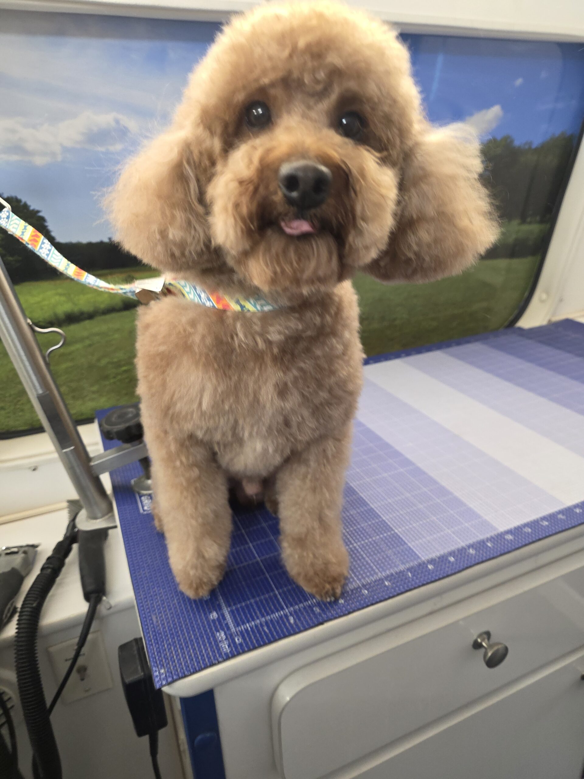 Curly-coated dog after a Green Dog Full Groom