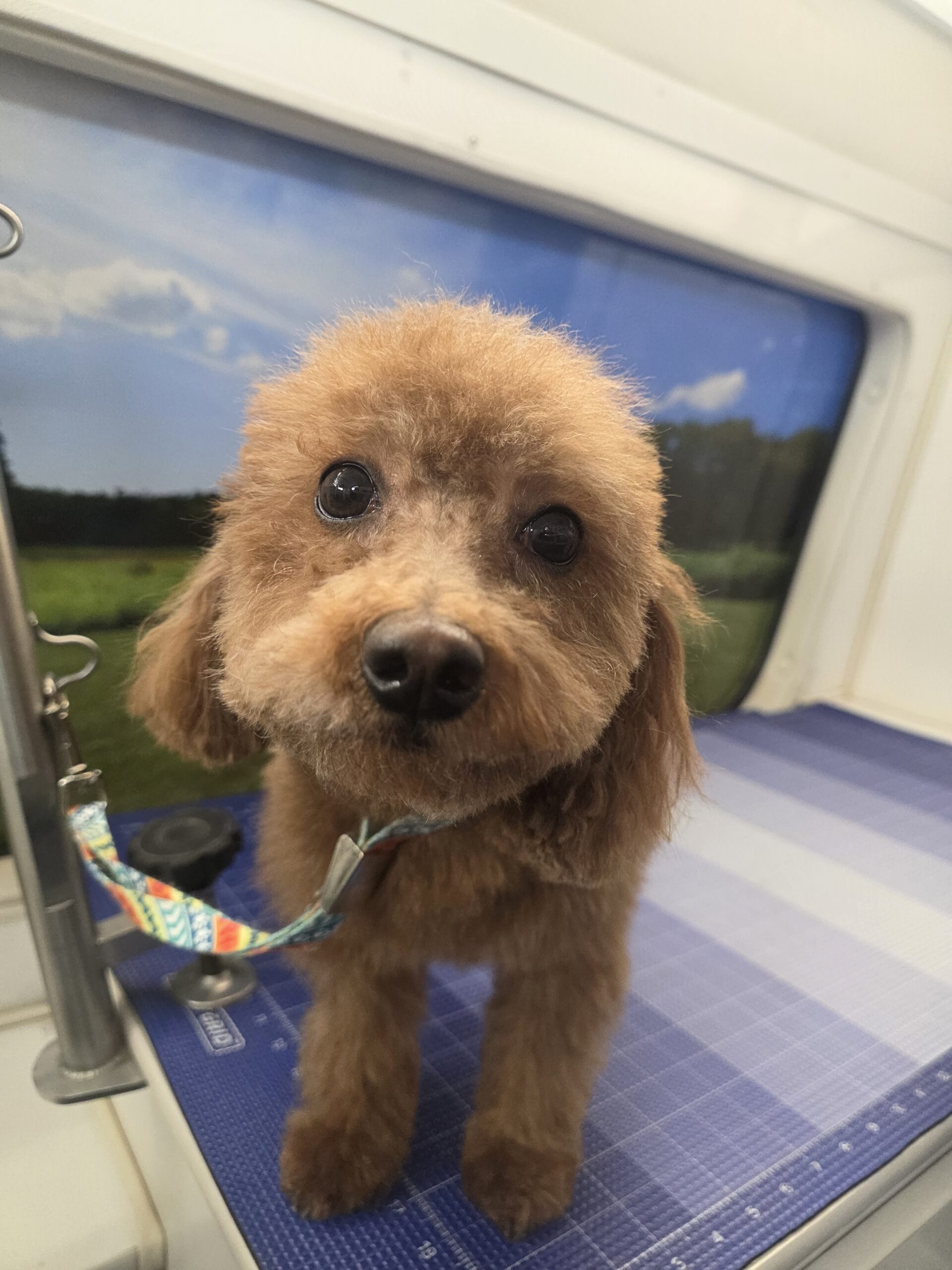Curly-coated dog after a Green Dog grooming appointment
