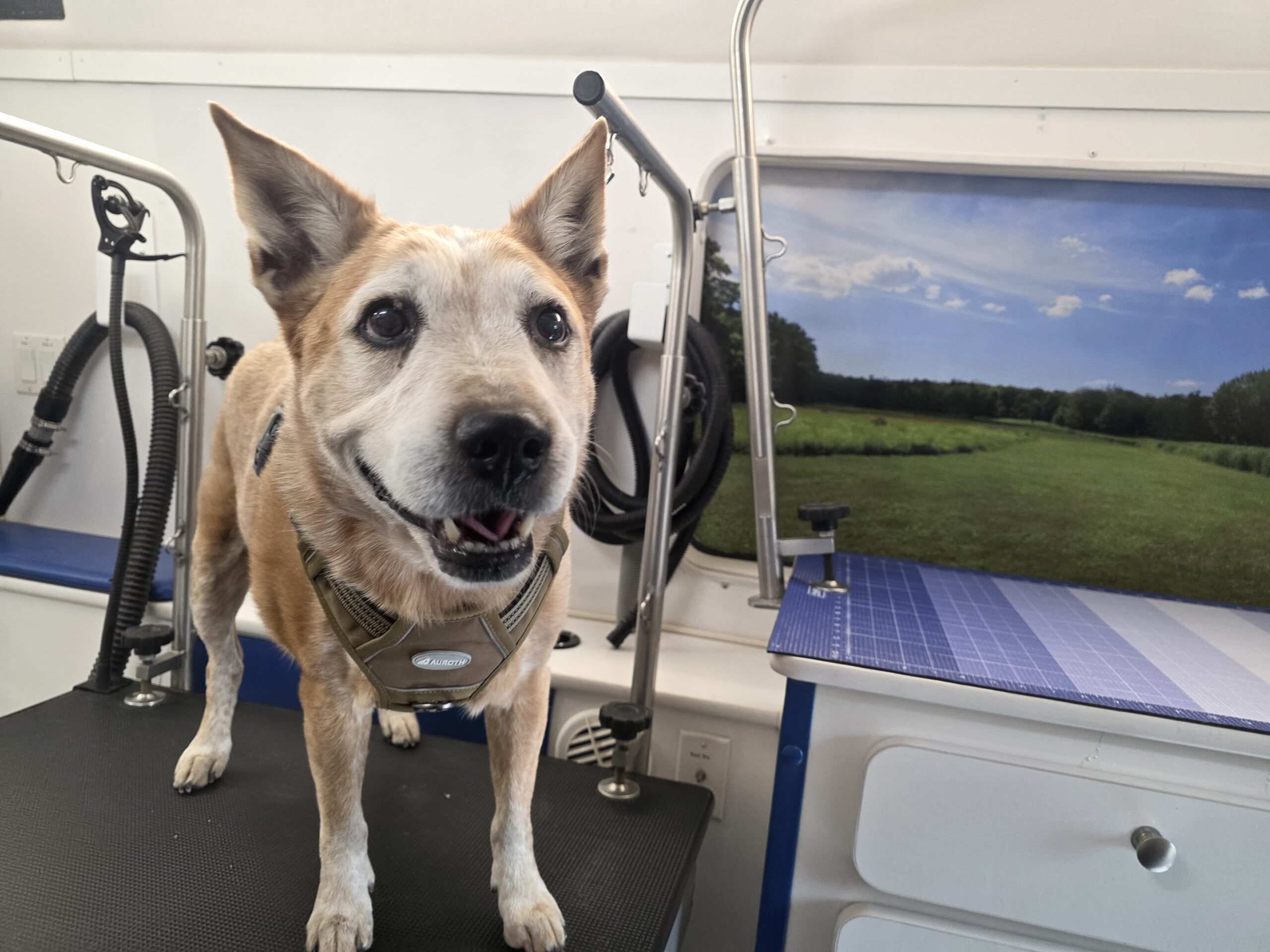 Senior Australian Cattle Dog in the mobile grooming salon