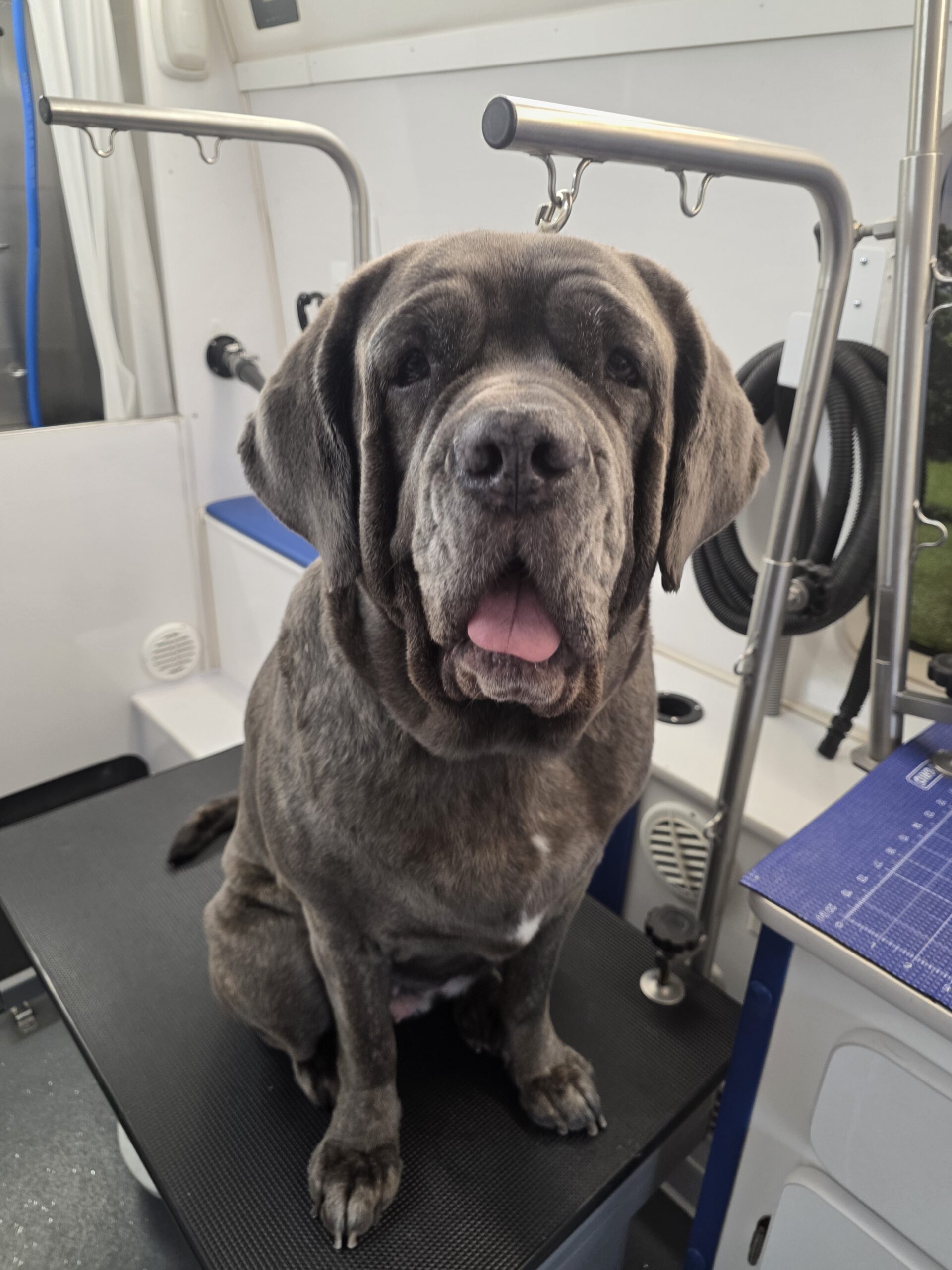 Large gray short-haired dog after a Single-Coated Bath and Brush
