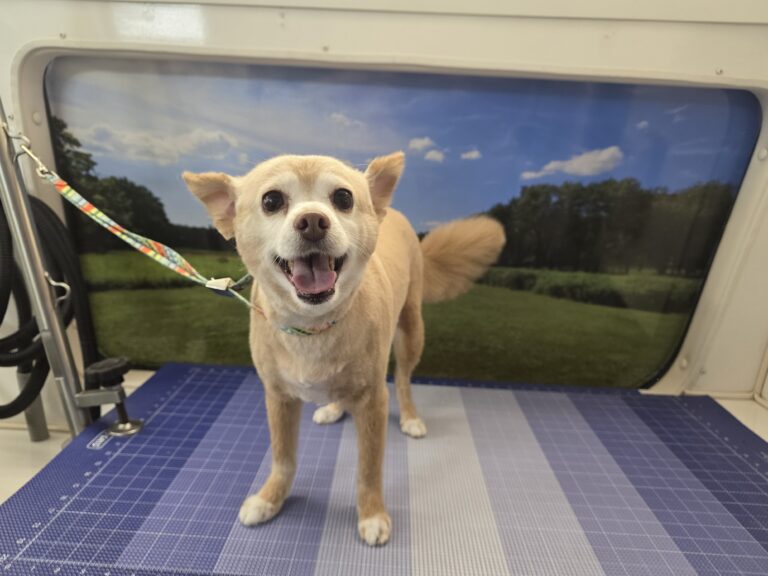 Smiling small tan dog standing on a blue grooming table