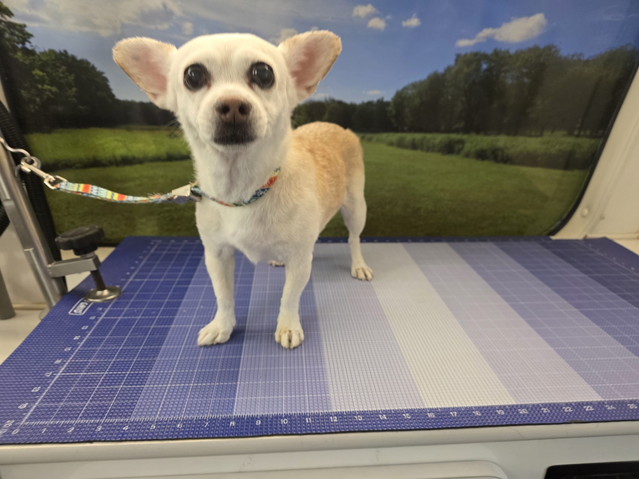 Cream Chihuahua standing on the grooming table during a bath and brush visit