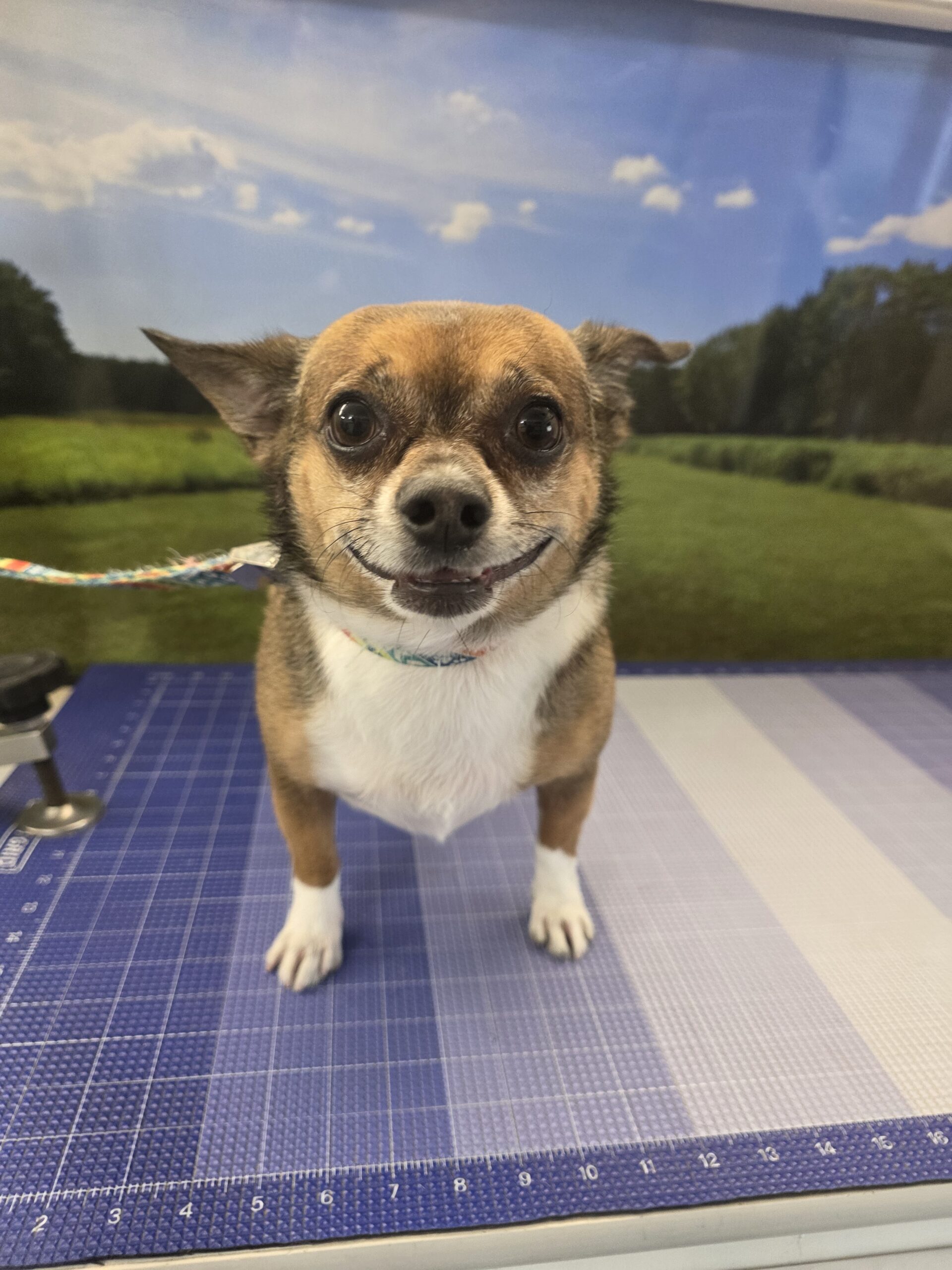 Brown and white Chihuahua on the mobile grooming table