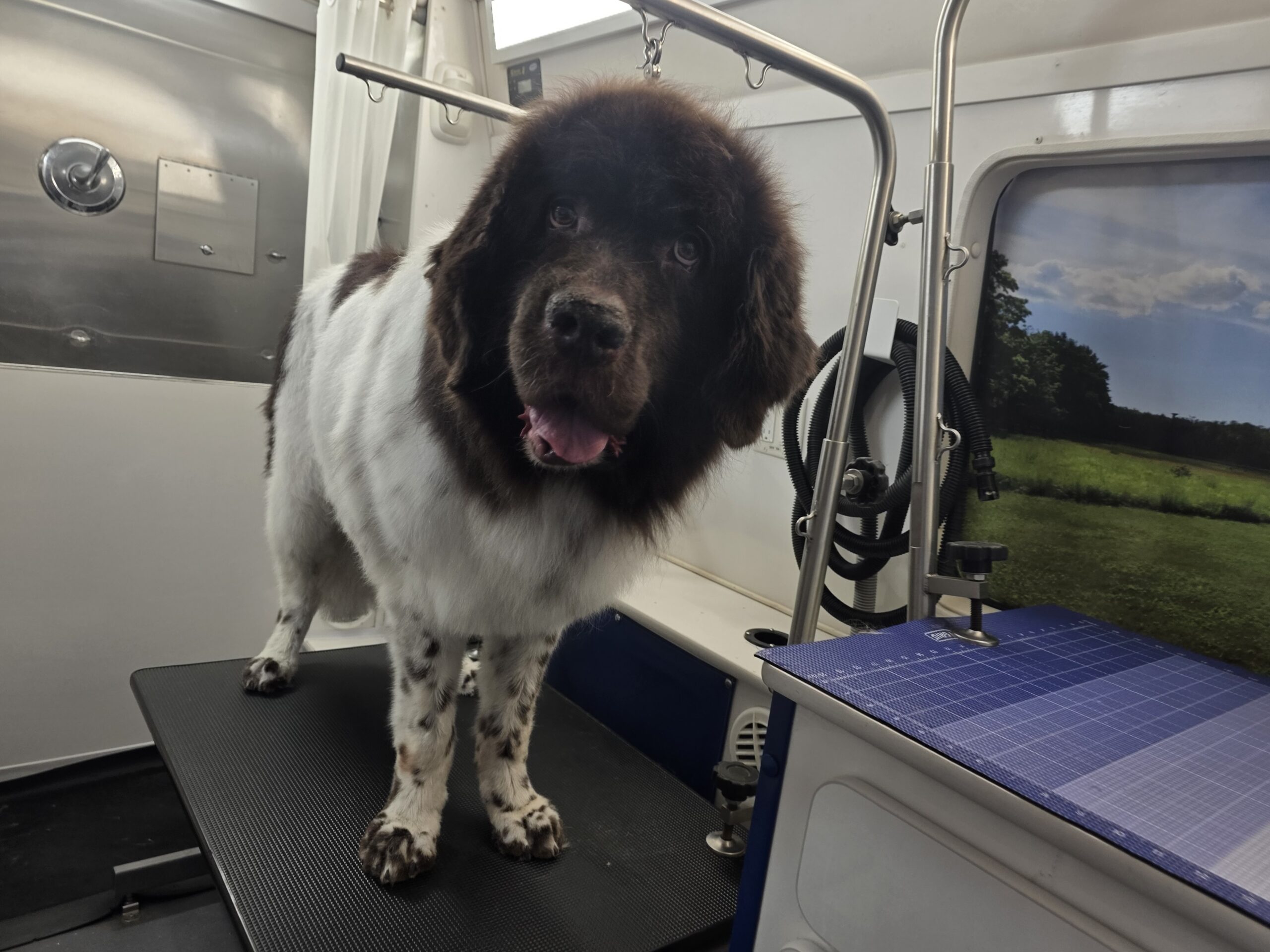 Large heavy-coated brown and white dog on the grooming table