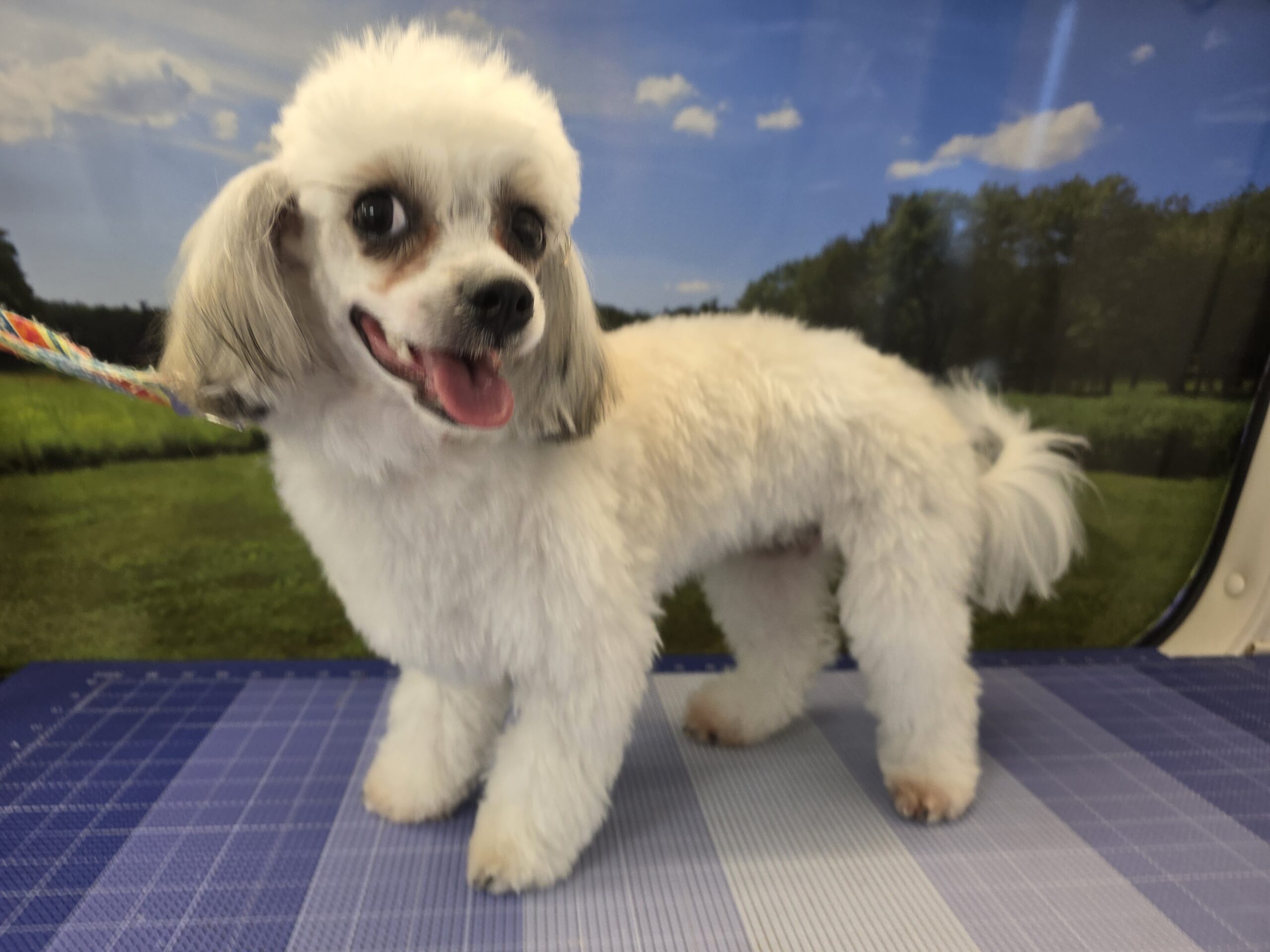 Freshly groomed small white dog standing on a grooming table