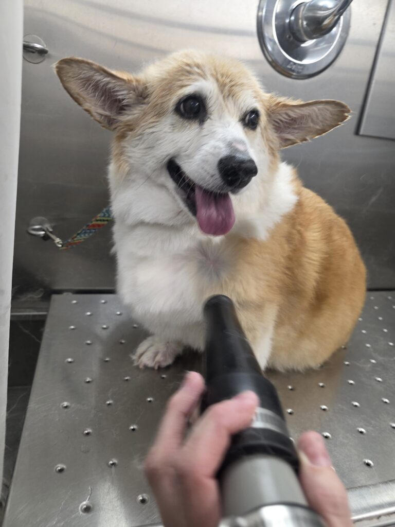 Pembroke Welsh Corgi being dried with a high-velocity dryer after a bath in the mobile grooming van