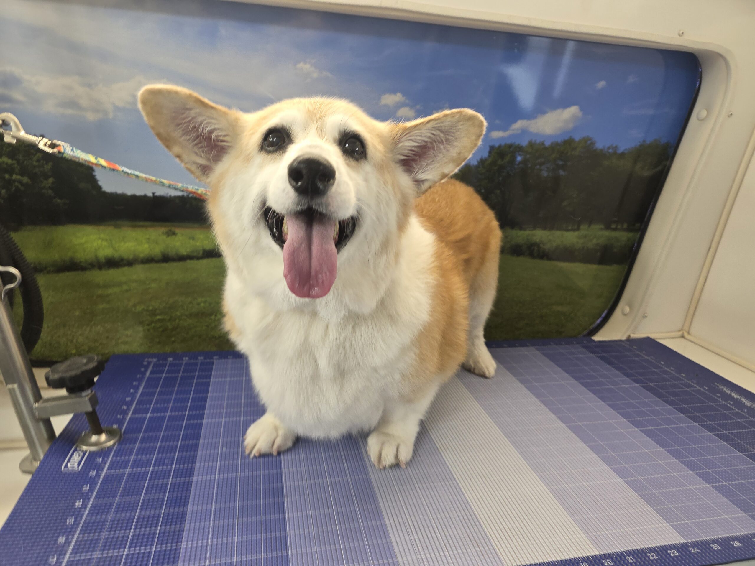 Dog after a Green Dog mobile grooming appointment