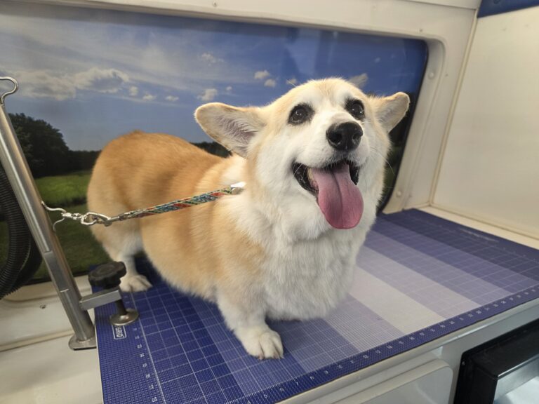 Happy Pembroke Welsh Corgi standing on the blue table inside the mobile grooming salon