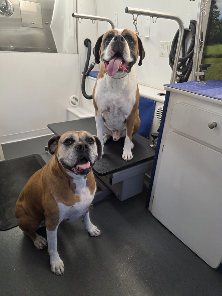 Boxer sitting on a lowered black grooming table inside the mobile dog grooming salon