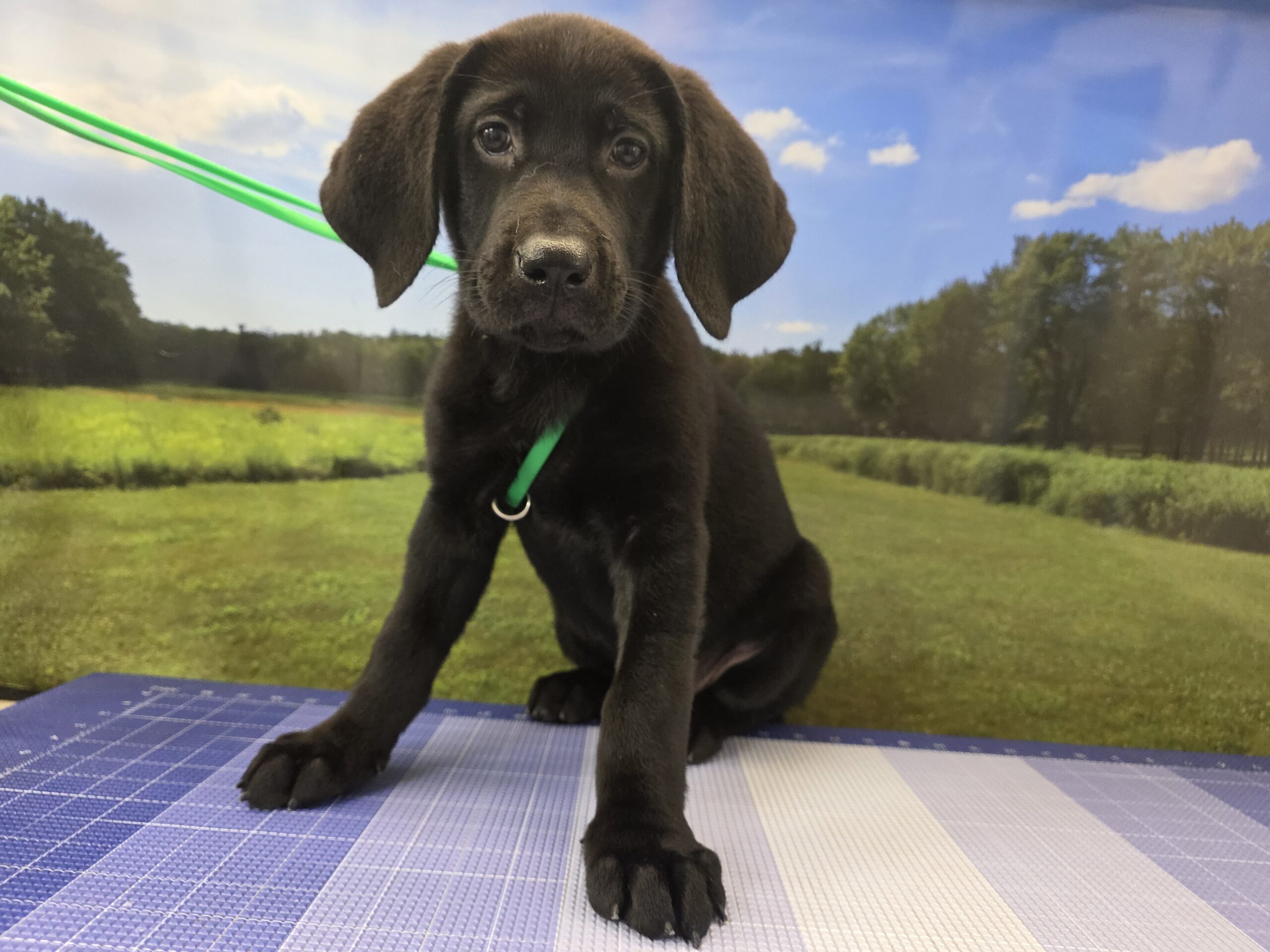 Black Labrador Retriever puppy on the grooming table