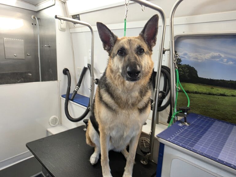 German Shepherd standing inside the Green Dog Mobile Grooming van after grooming