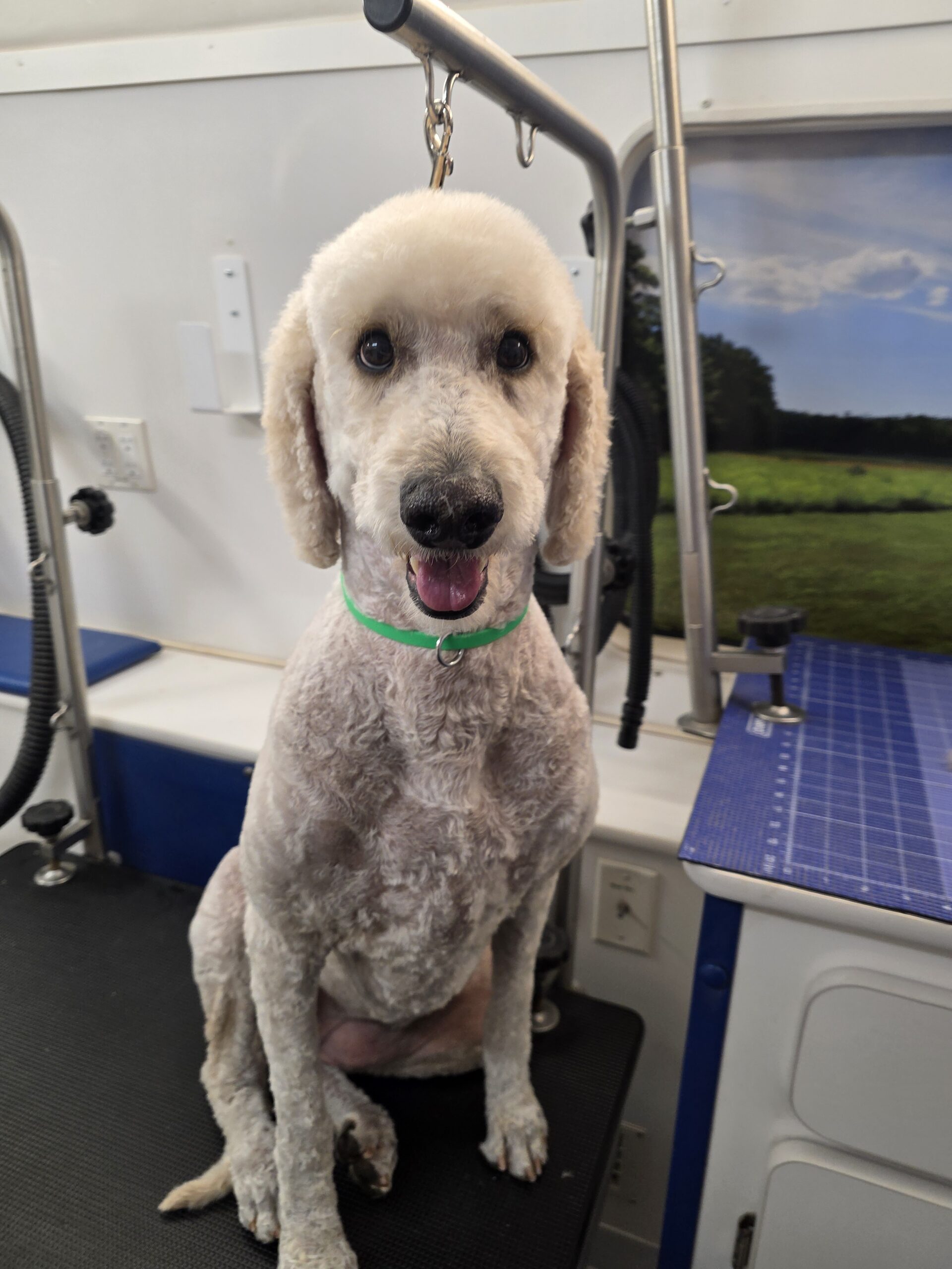 Poodle after mobile grooming in Arrowhead Ranch