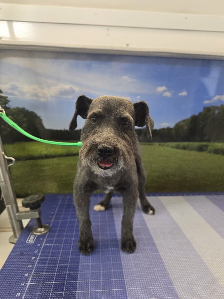 Small dog after a Green Dog Mobile Grooming full groom