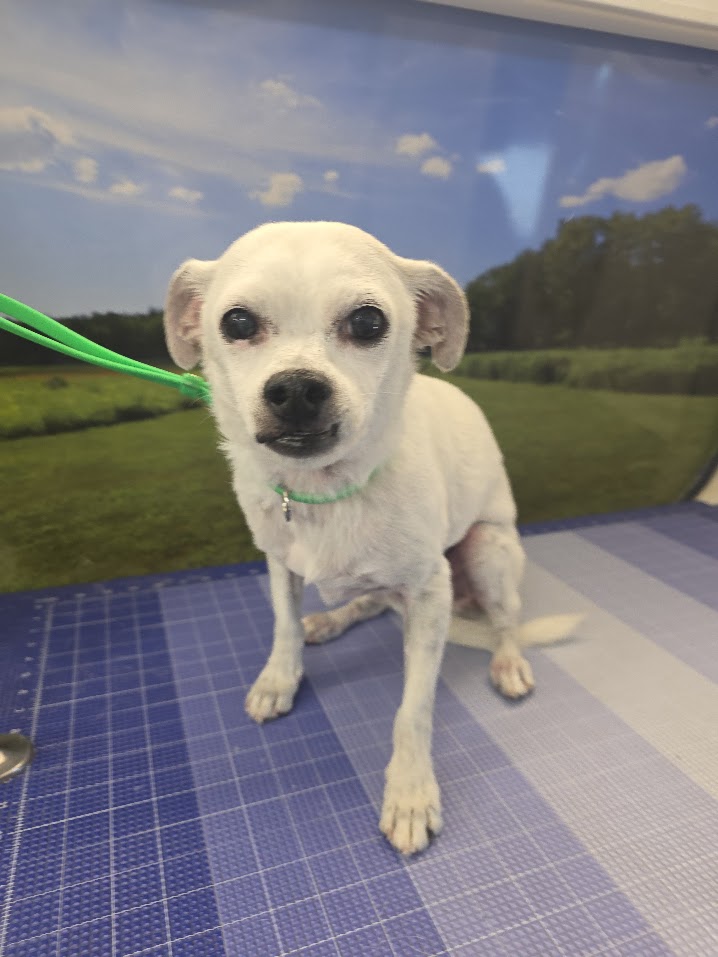 Green Dog client after coat-specific mobile grooming3