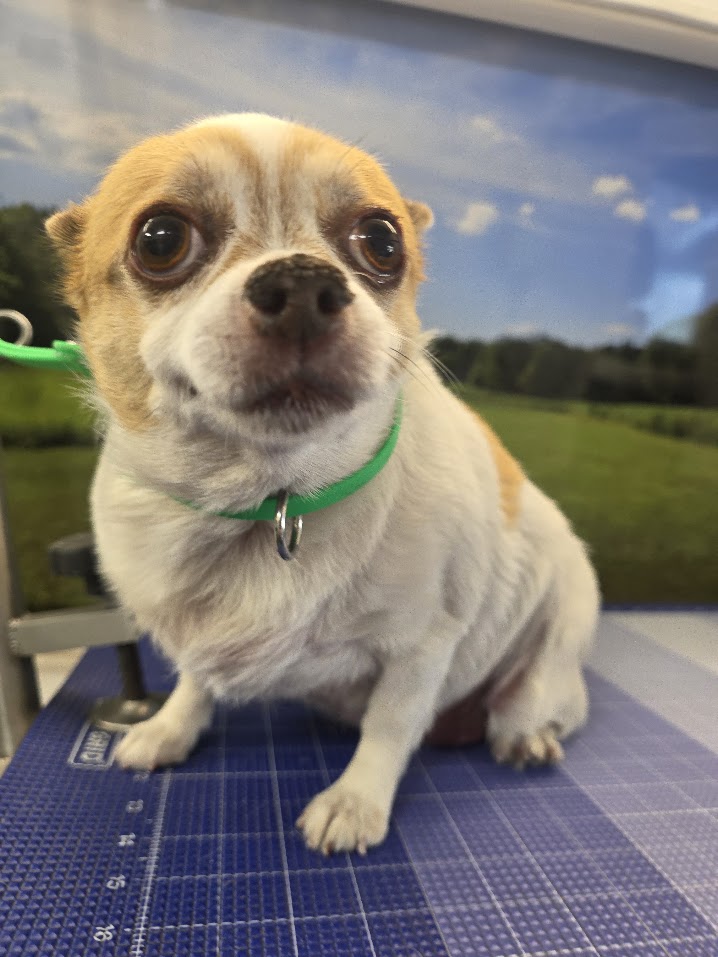 Green Dog client after coat-specific mobile grooming4