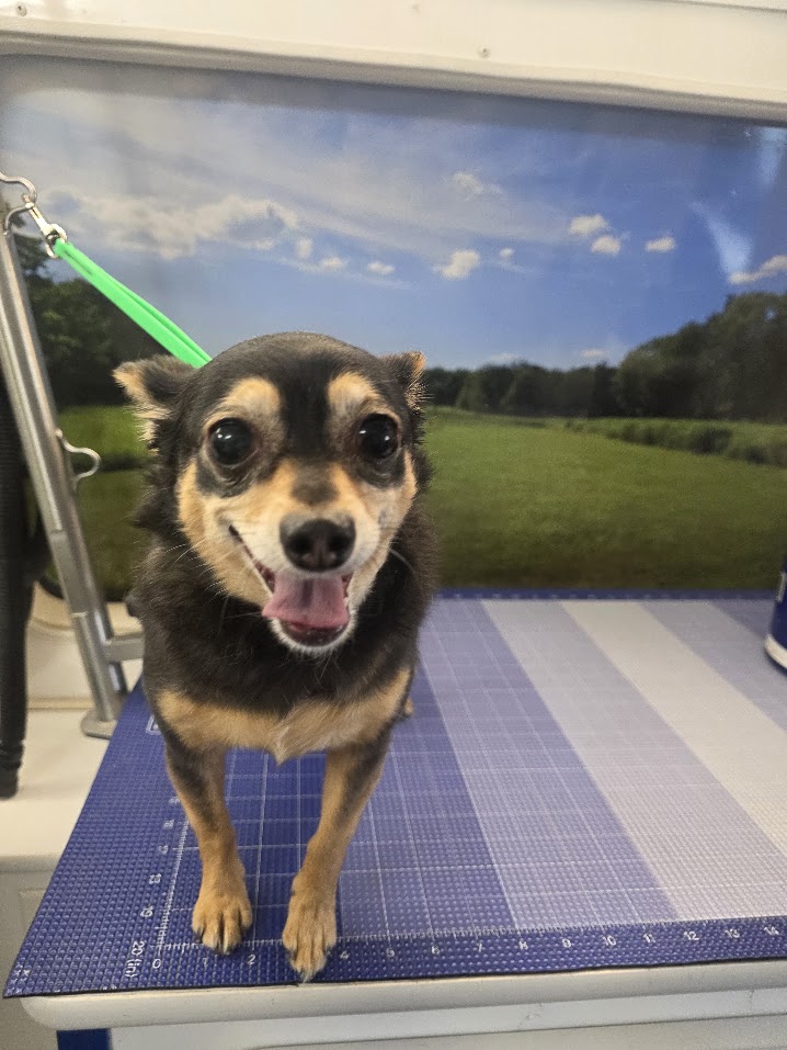 Green Dog client after coat-specific mobile grooming5