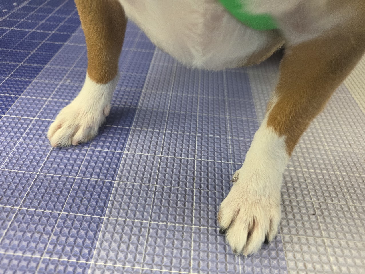 Nail trimming during a Green Dog mobile grooming appointment