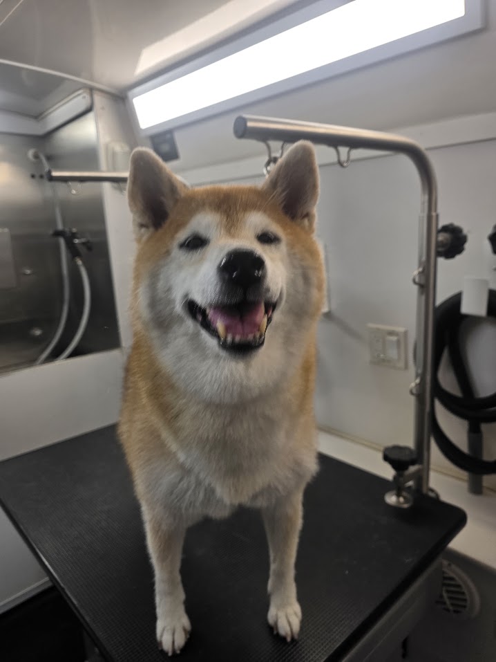 A medium thick-coated dog after a professional deshedding and grooming service
