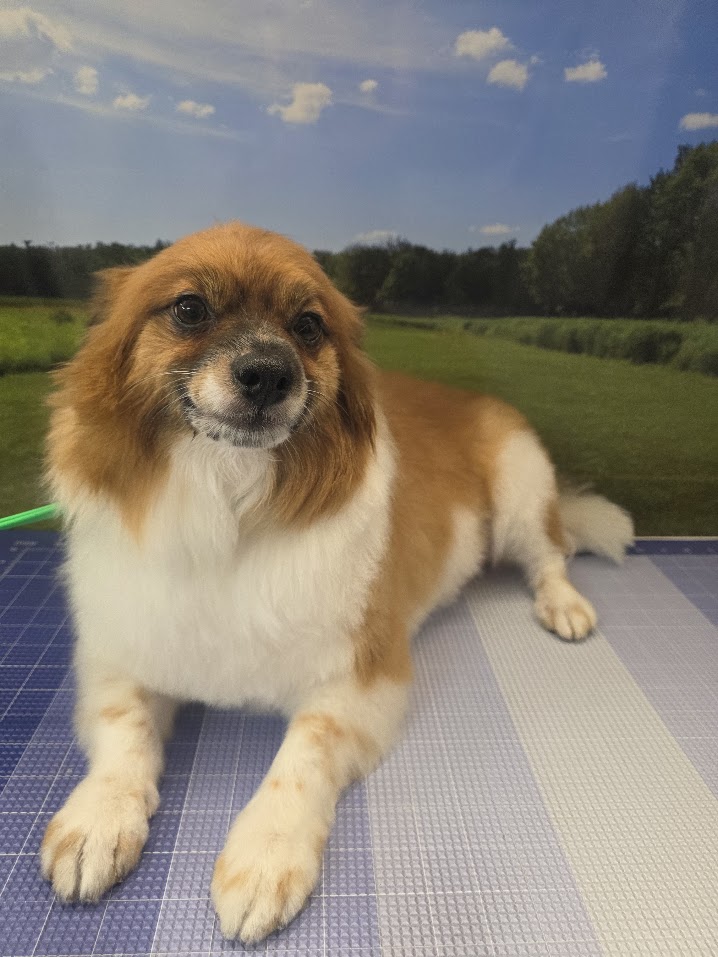 Green Dog client after coat-specific mobile grooming11
