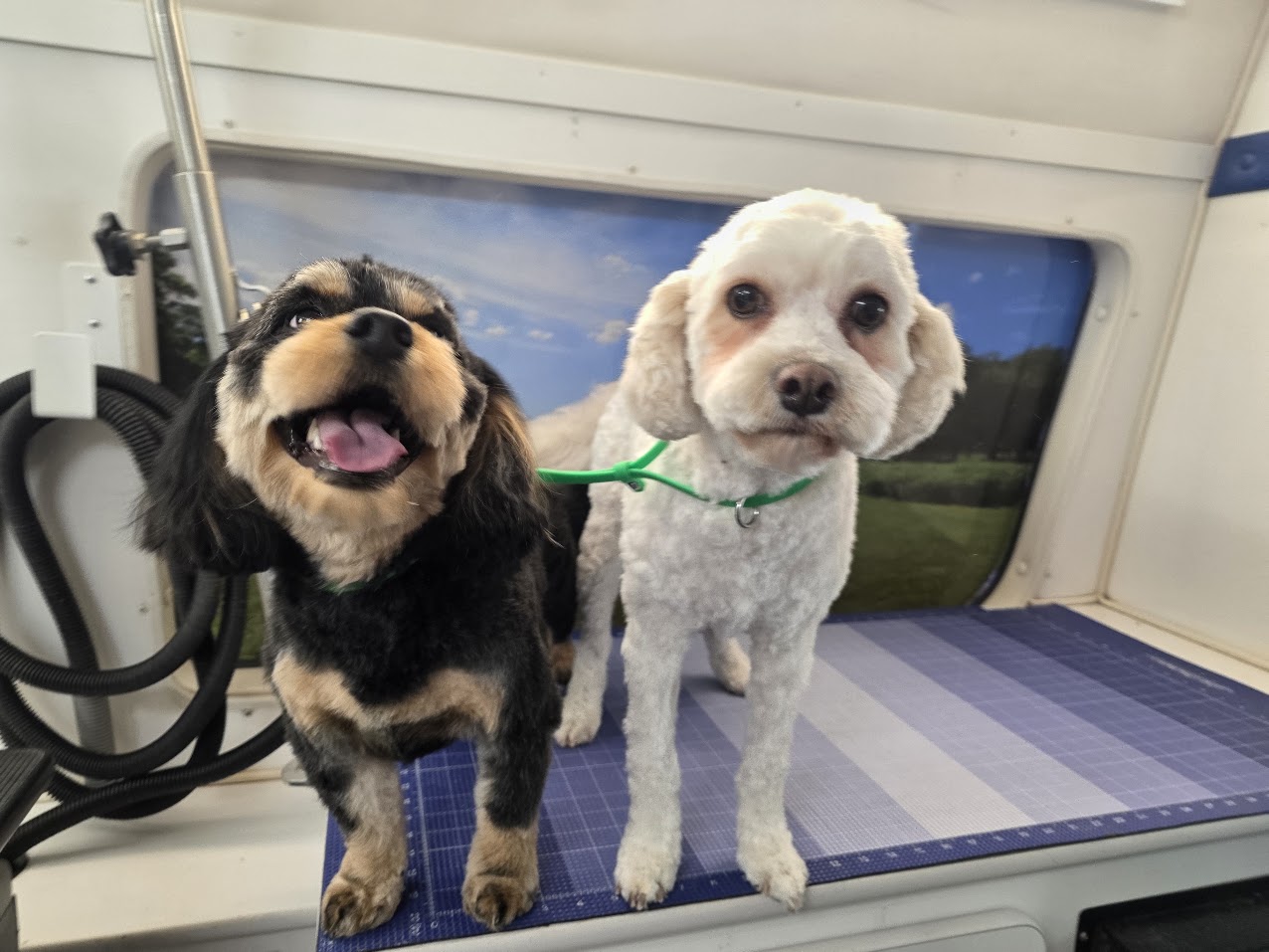 Green Dog client after coat-specific mobile grooming1