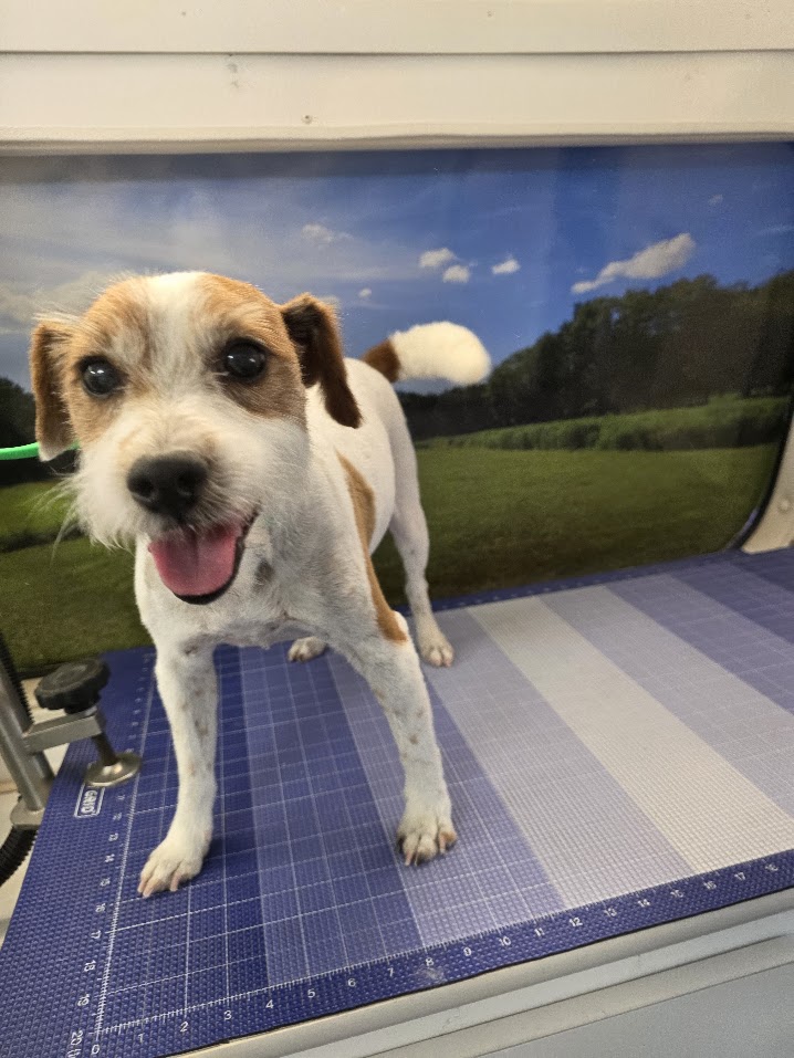 Small dog posing after a Green Dog Mobile Grooming full groom