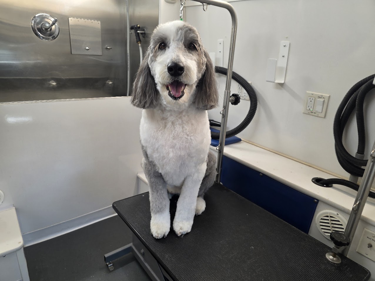 Green Dog client after coat-specific mobile grooming9