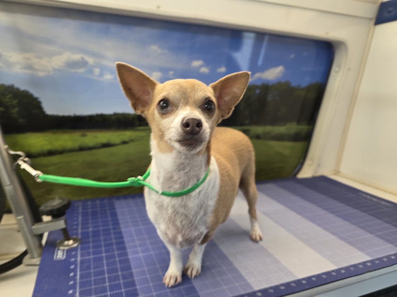 Green Dog Mobile Grooming client after grooming