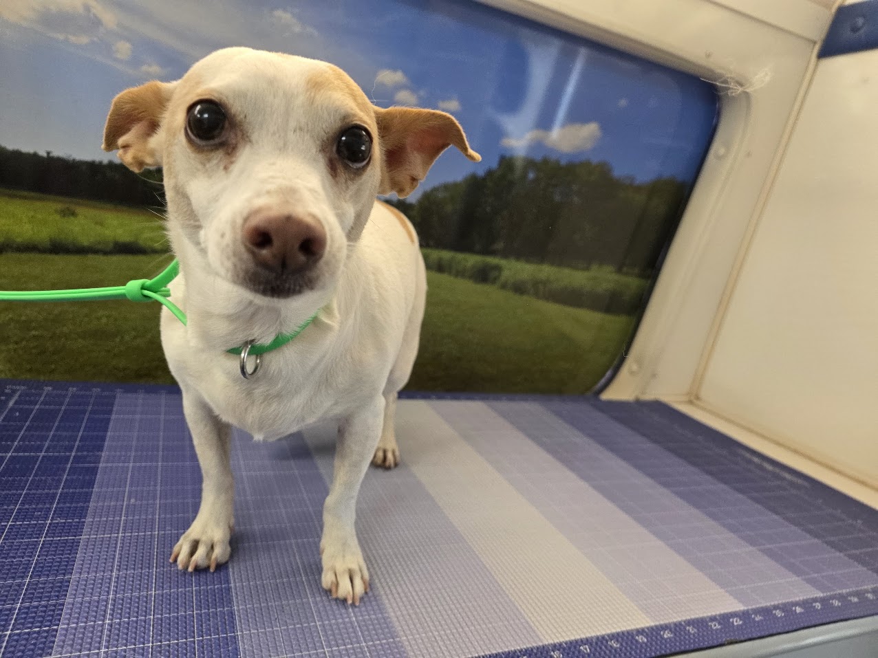 Recently groomed Green Dog client portrait