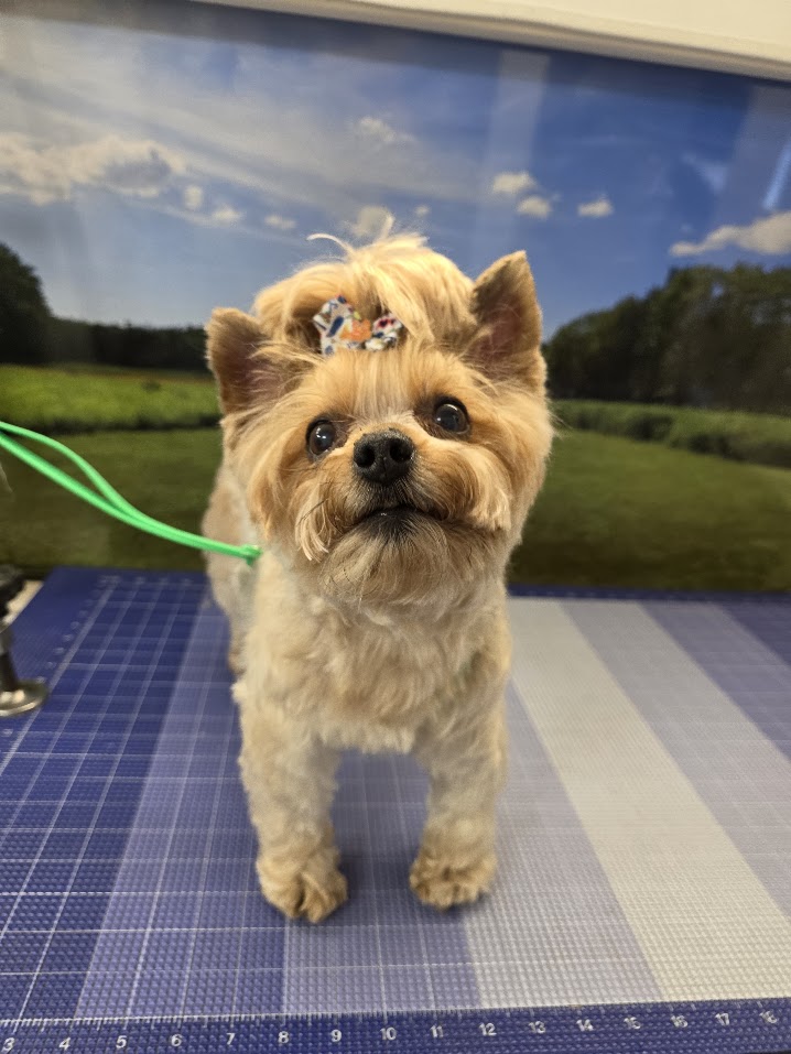 Small dog after a Green Dog Mobile Grooming full groom