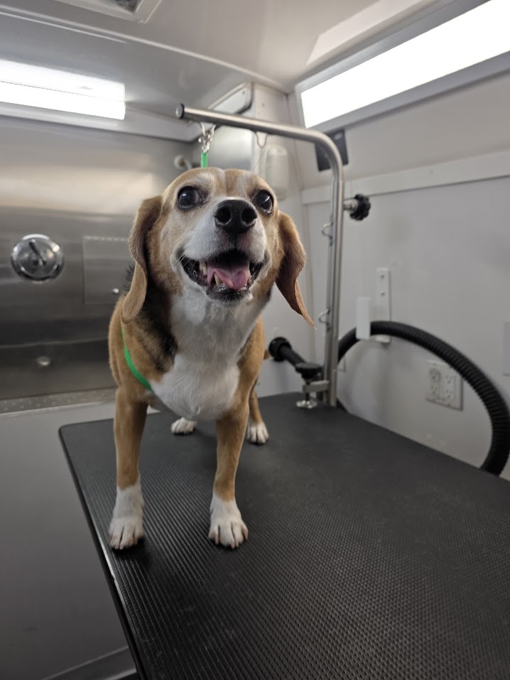 Green Dog Mobile Grooming client photographed after grooming