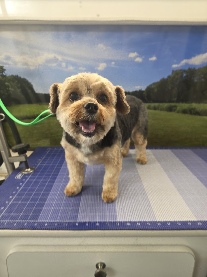 Recent Green Dog Mobile Grooming client after grooming