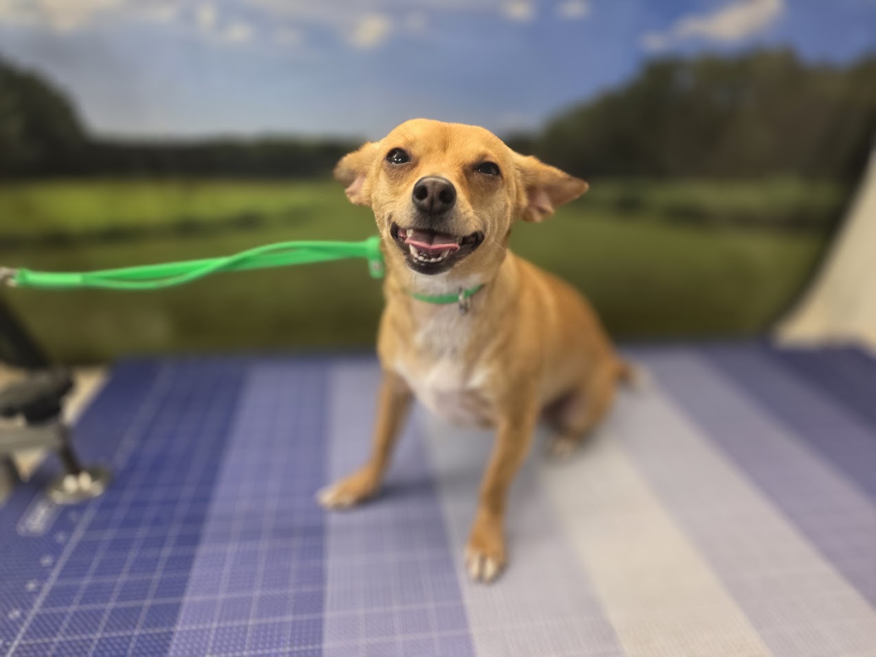 Recently groomed dog featured in Green Dog Grooming Guides
