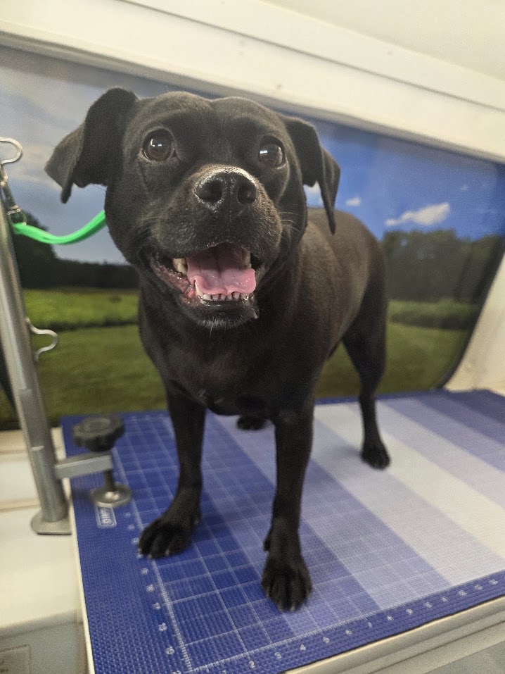 Recent Green Dog Mobile Grooming client after grooming