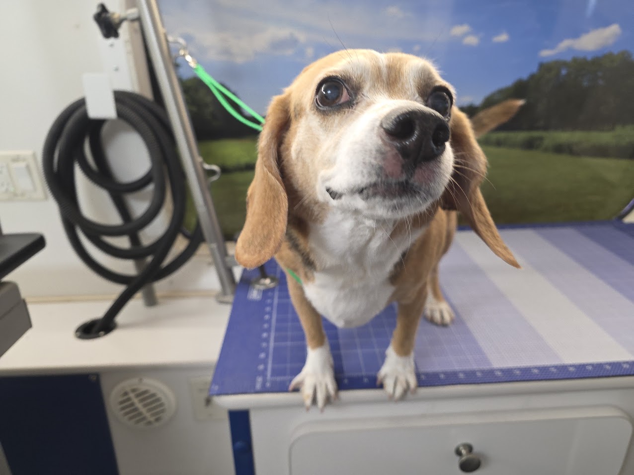 Beagle on the grooming table under the dryer arm