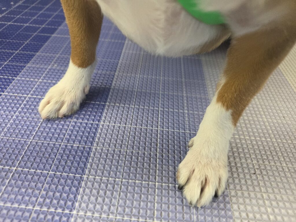 Nail trimming during a Green Dog mobile grooming appointment