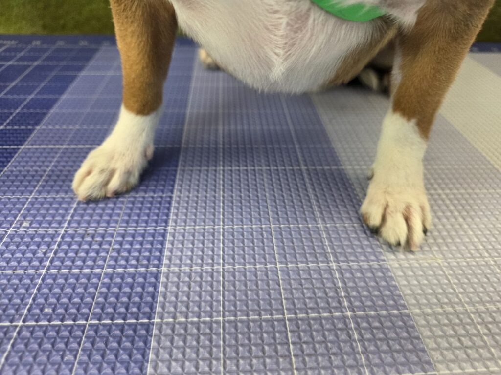 A dog