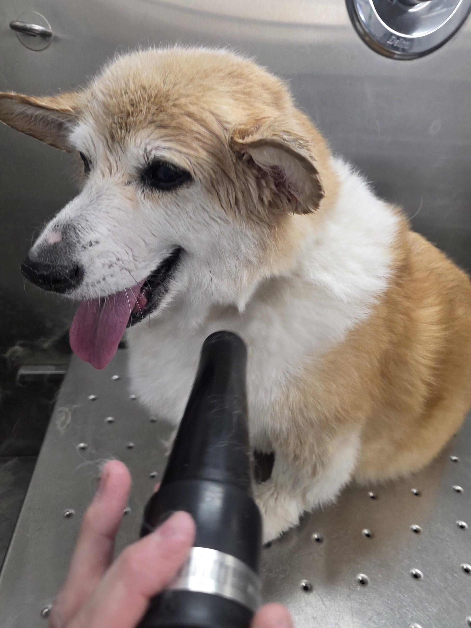 Corgi mix being blow-dried, dryer nozzle in frame