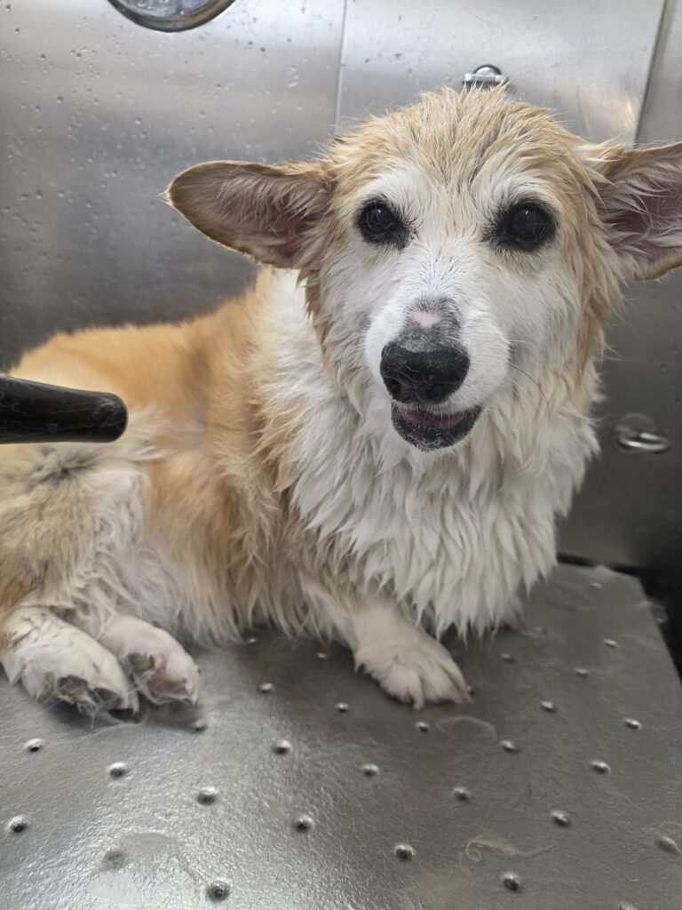 Wet Pembroke Welsh Corgi after a bath