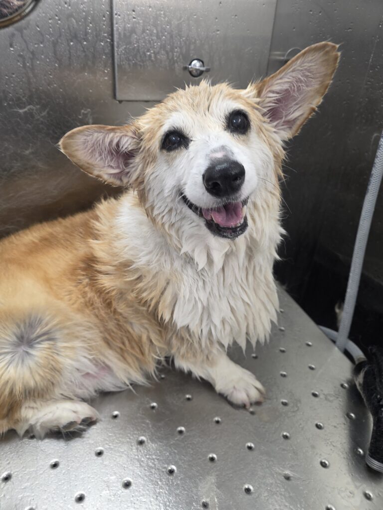 Happy wet Pembroke Welsh Corgi after bathing