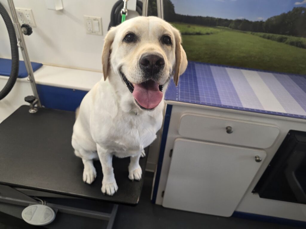 Adult cream Labrador after a Short Double-Coated Bath and Brush appointment