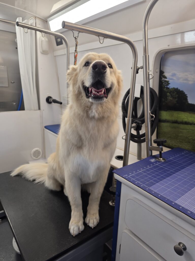 Cream Golden Retriever sitting on the grooming table
