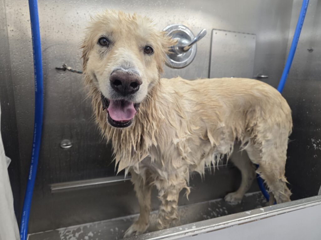 Happy Golden Retriever during bath time