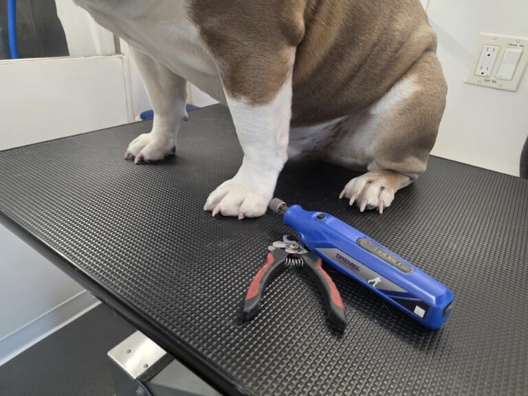 Bulldog sitting on a grooming table beside a blue nail grinder and nail clippers