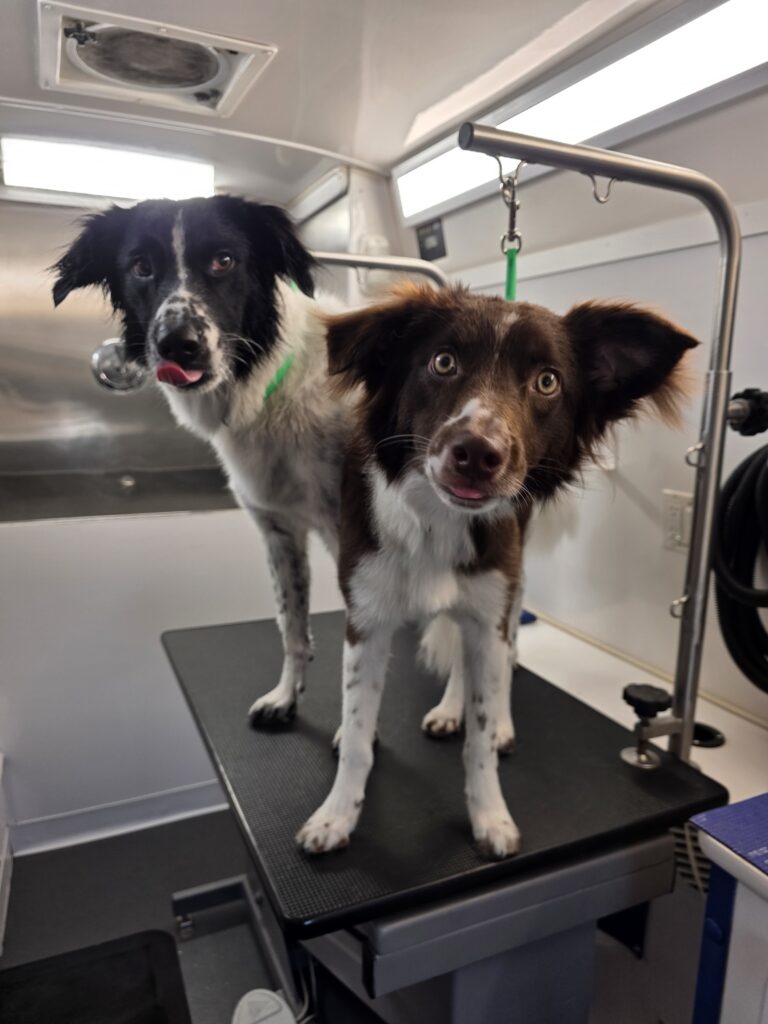 Black-and-white dog and brown-and-white dog standing together on a grooming table inside the Green Dog mobile grooming van