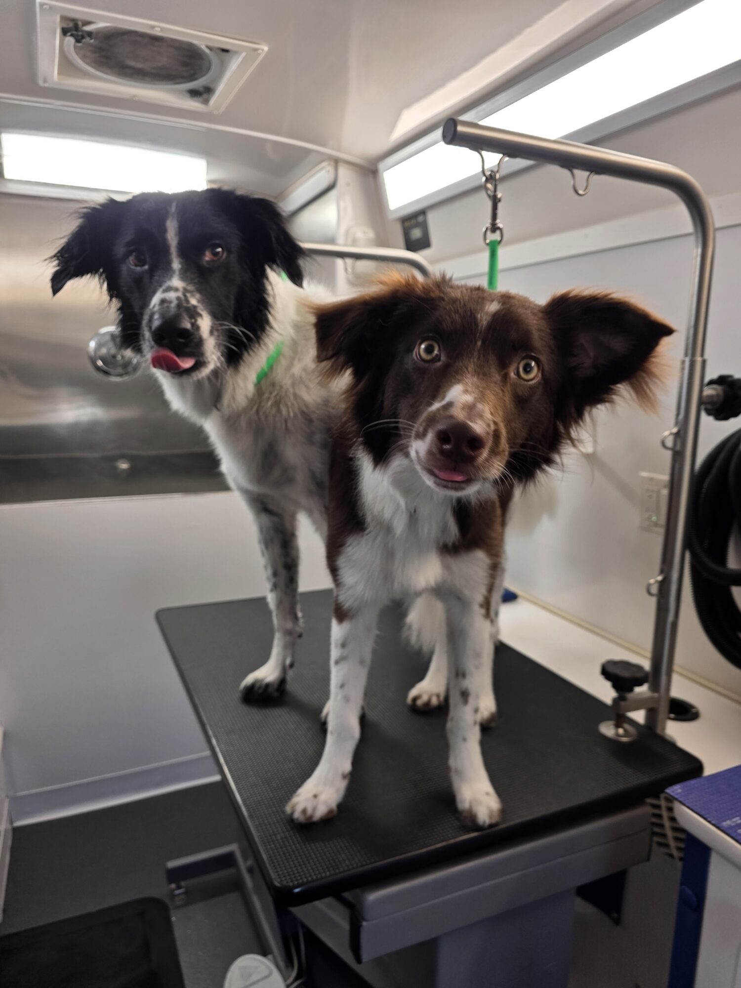 Black-and-white dog and brown-and-white dog standing together on a grooming table inside the Green Dog mobile grooming van